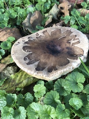 Chlorophyllum brunneum