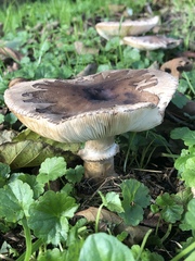 Chlorophyllum brunneum