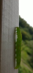 Scoliopteryx libatrix