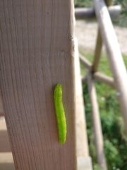 Scoliopteryx libatrix