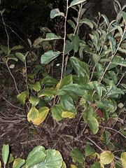 Hamamelis virginiana