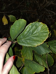 Hamamelis virginiana