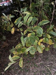 Hamamelis virginiana