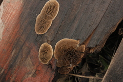 Gloeophyllum abietinum