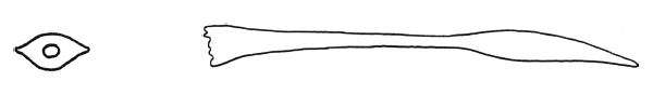 Delphinatia glacialis