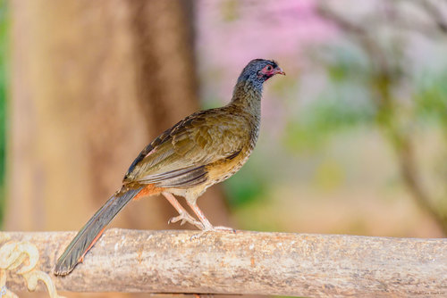 Chaco Chachalaca Ortalis canicollis iNaturalist