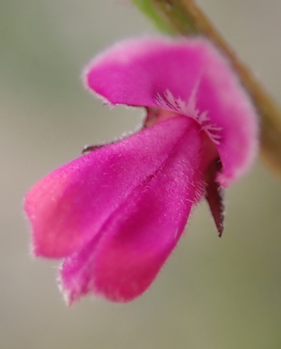 Image of Indigofera declinata by (c) Nicola van Berkel, some rights reserved (CC BY-SA)