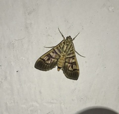 Arthromastix lauralis