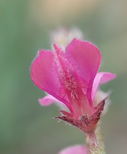 Image of Indigofera declinata by (c) Nicola van Berkel, some rights reserved (CC BY-SA)