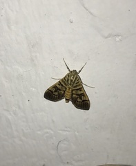 Arthromastix lauralis