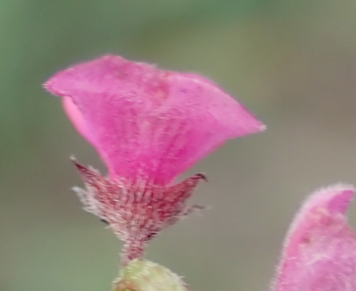 Image of Indigofera declinata by (c) Nicola van Berkel, some rights reserved (CC BY-SA)