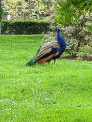 Pavo cristatus