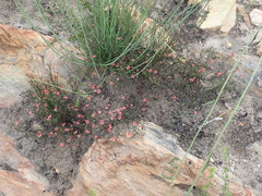 Indigofera leptocarpa