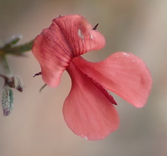 Indigofera leptocarpa