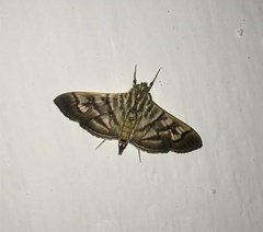 Arthromastix lauralis