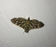 Arthromastix lauralis