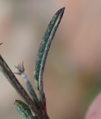 Indigofera leptocarpa