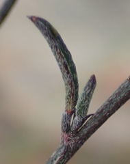 Indigofera leptocarpa