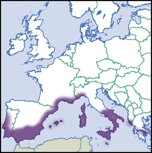 Ferussacia folliculum