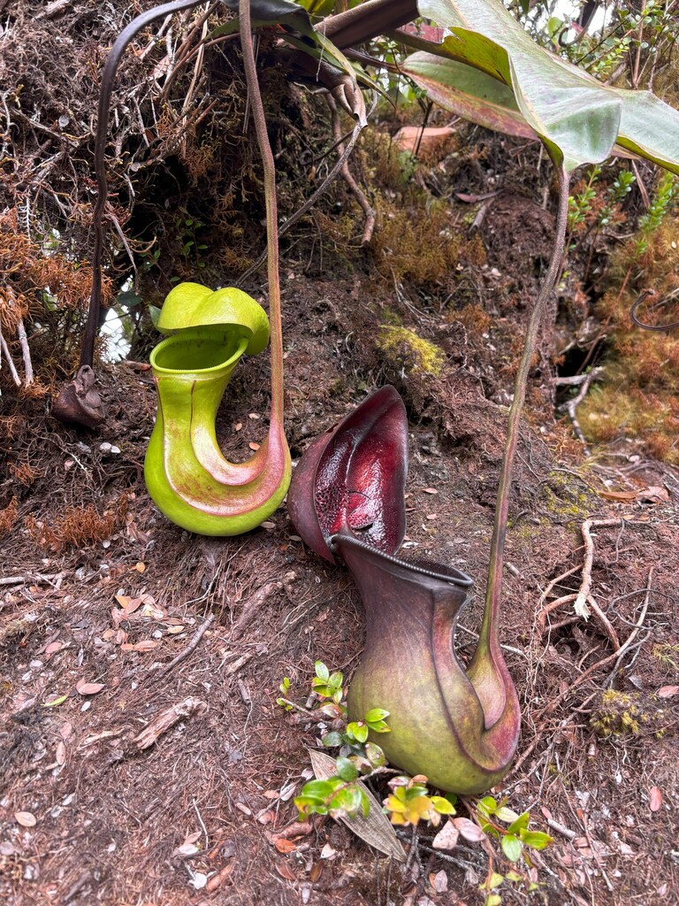 Nepenthes ephippiata Dans.