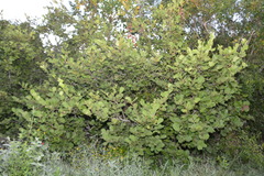 Coccoloba barbadensis