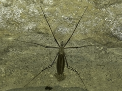 Tipulinae