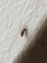 Drosophila