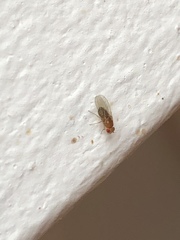Drosophila