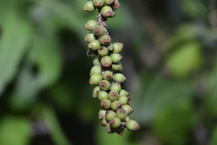 Coccoloba barbadensis