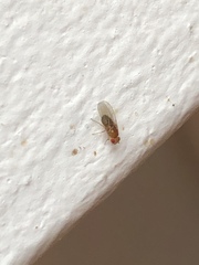Drosophila