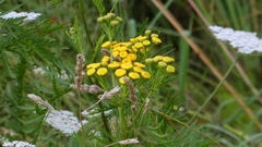 Vratič obyčajný (Tanacetum vulgare): pôvod a využitie — fotografia 2