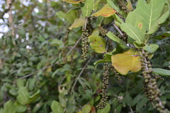 Coccoloba barbadensis
