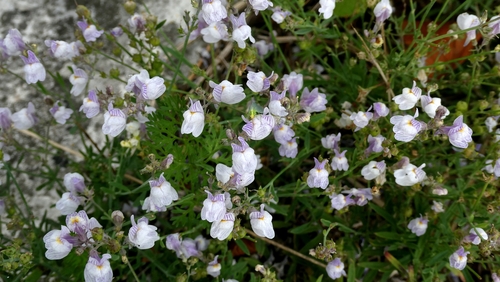 Striped toadflax (Linaria repens)