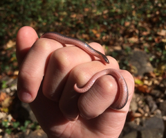 Carphophis amoenus amoenus