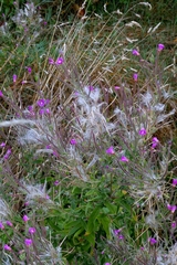 Epilobium hirsutum — photo 2