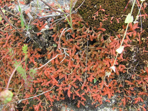 Toothed-leaved clubmoss (Selaginella denticulata)