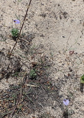 Lotononis filiformis