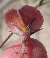 Lotononis filiformis