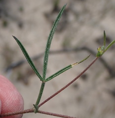 Lotononis filiformis