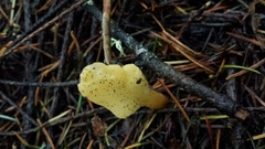 Cudoniaceae