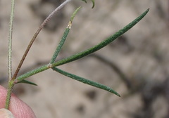 Lotononis filiformis