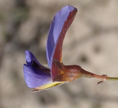 Lotononis filiformis