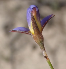 Lotononis filiformis