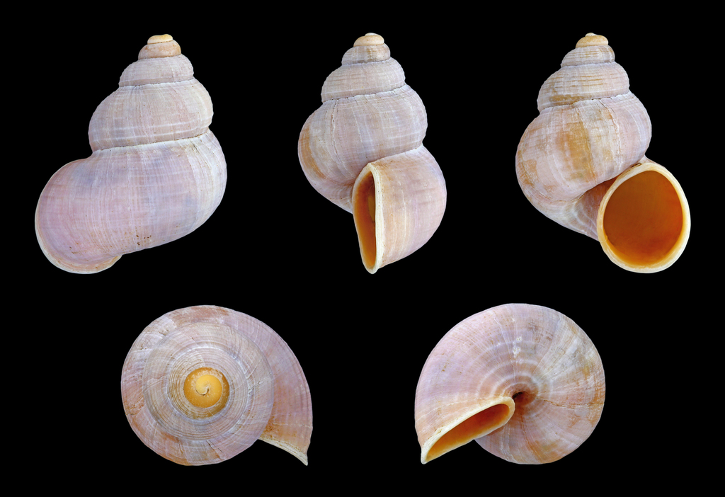 Tudorella sulcata