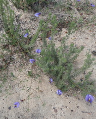 Lotononis filiformis