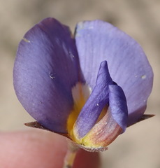 Lotononis filiformis