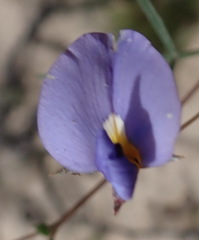 Lotononis filiformis