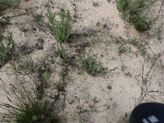 Lotononis filiformis