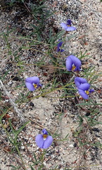 Lotononis filiformis