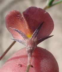 Lotononis filiformis